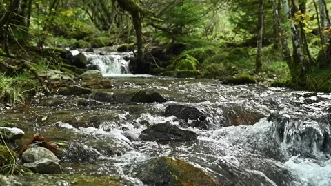 A mountain stream in an autumn forest, slow motion, Josefsthal, Bavaria Stock-Footage 288150120