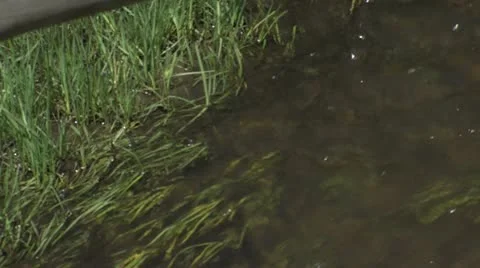 Mountain Stream Bank 動画素材 11117364