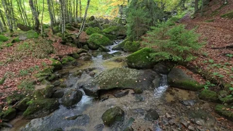 A mountain stream in a beech forest Stock Footage 306296197