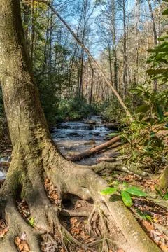 Mountain stream behind a tree Stock Photos