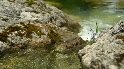 A mountain stream with bell flowers in summer, Glasbach, Bavaria Stock-Footage 288464653