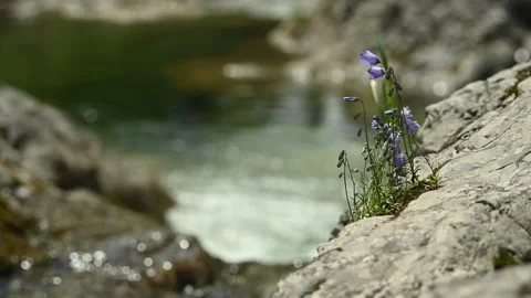 A mountain stream with bell flowers in summer, bokeh, abstract, Glasbach 스톡 동영상 288464666