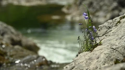 A mountain stream with bell flowers in summer, slow motion, bokeh, abstract Video stock 288465317