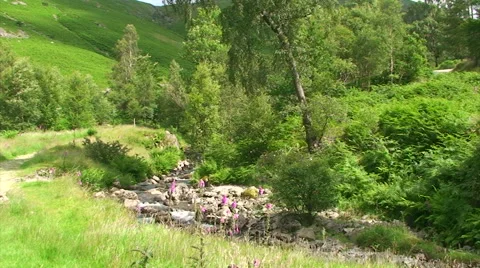 Mountain stream in between of green lush vegetation Stock Footage 39996489