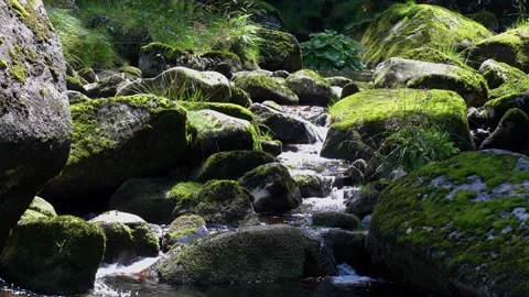 Mountain stream between large moss covered rocks in a coniferous forest Stock Footage 290821687