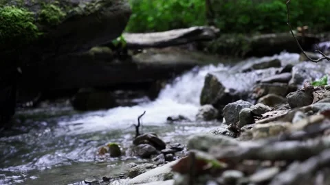 Mountain stream big stones fallen green tree Stock Footage 137920690