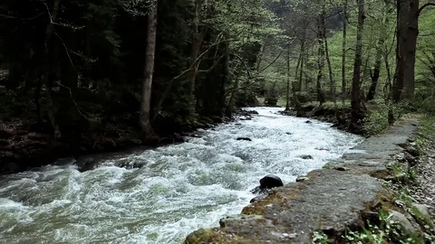 Mountain stream in the Borjomi forest Stock Footage 83121422