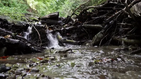 A mountain stream breaks through broken tree branches in the Carpathians 4 k Stock Footage 138867591
