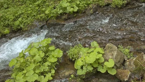 Mountain stream in the Carpathian mountains at spring Video stock 80512187