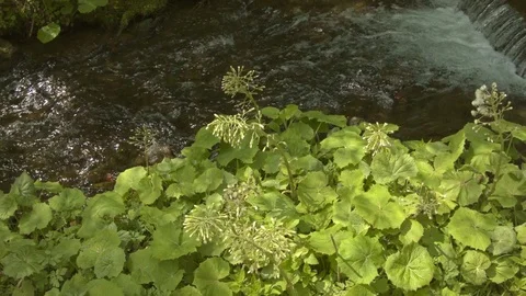 Mountain stream in the Carpathian mountains at spring Video stock 80512427