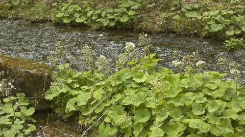 Mountain stream in the Carpathian mountains at spring Vídeo Stock 80525949