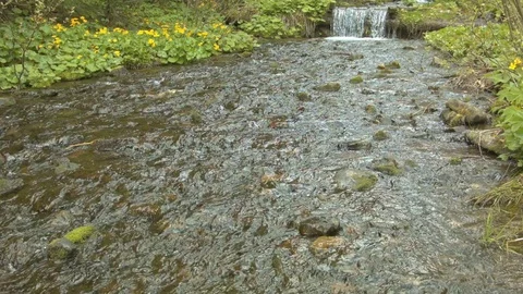 Mountain stream in the Carpathian mountains at spring Video stock 80527676