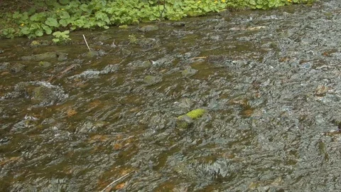 Mountain stream in the Carpathian mountains at spring Video stock 80532499