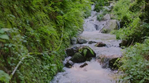 Mountain stream cascading down rocks through a lush fern-covered valley Stock Footage 339041532