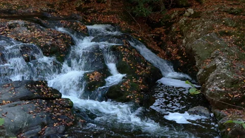 A mountain stream cascading over leaf covered rocks Stock Footage 290397201