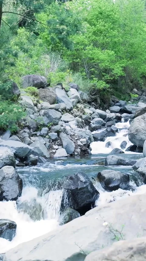 Mountain stream cascading over rocks in a vibrant green forest Stock Footage 334443719