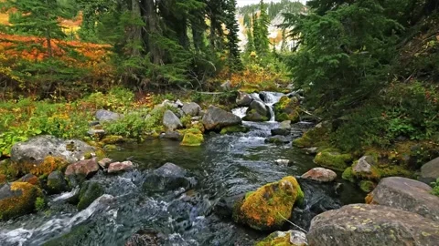 Mountain Stream Cascading Through Alpine Forest in Mount Rainier National Park, 動画素材 332139314