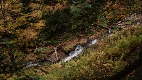Mountain stream cascading through autumn forest with ferns Video stock 347734232