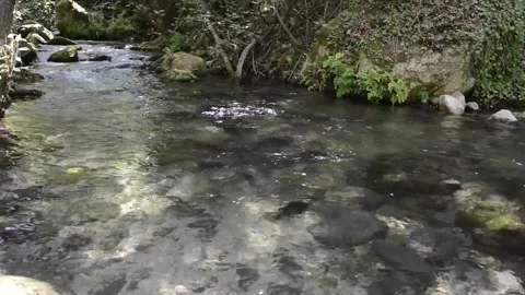 Mountain stream of clean and clear waters flowing between rocks. Stock Footage 135605886