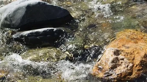 Mountain stream with clean water. Stock Footage 78638476