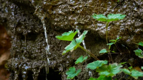 Mountain Stream with Clean Water Stock Footage 91395338