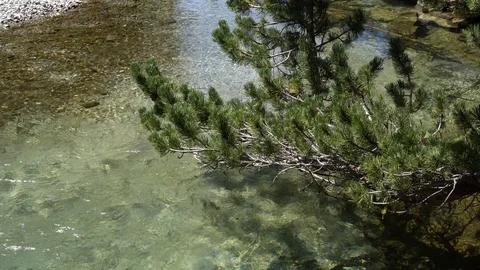 Mountain stream with clear water in mountains. Environmentally friendly area Stock Footage 114583911
