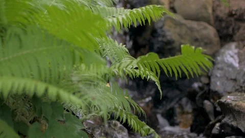 Mountain stream close up Stock Footage 96984288