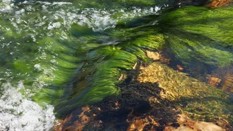 Mountain stream close Stock-Footage 134767393