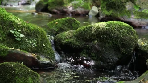 A mountain stream crosses the forest in Spain Stock Footage 135817223
