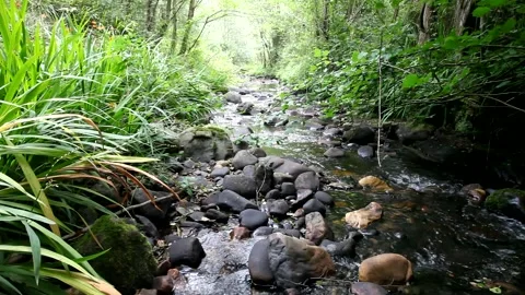 A mountain stream crosses the forest in Spain Stock Footage 135817355