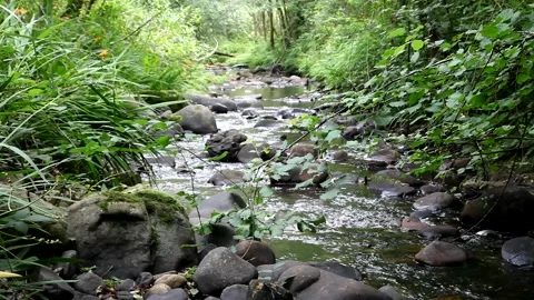 A mountain stream crosses the forest in Spain Stock Footage 135817480