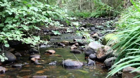 A mountain stream crosses the forest in Spain Stock Footage 135817674