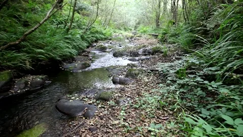A mountain stream crosses the forest in Spain Stock Footage 135817869
