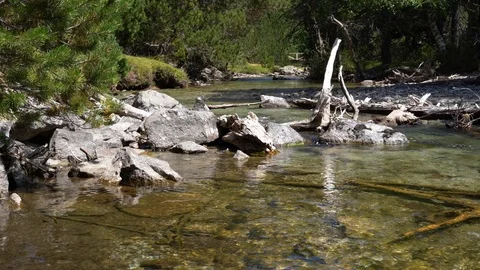 Mountain stream with crystal clear water in a coniferous forest Stock Footage 120873227