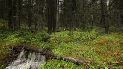 Mountain stream of crystal-clear water tumbling over a small waterfall  Stock Footage 135984929