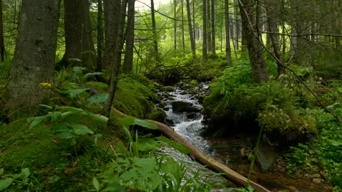 Mountain stream with crystal clear water in the forest Stock-Footage 160765000
