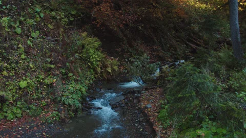 Mountain stream with crystal water flows through forest covered with colorful Stock Footage 204048517