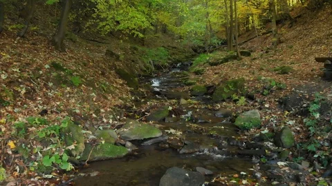 Mountain Stream in the Deep Forest. Carpathian Mountains. Ukraine Stock Footage 104743839