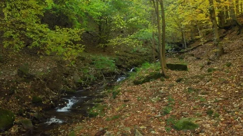 Mountain Stream in the Deep Forest. Carpathian Mountains Stock Footage 104744015