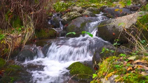 Mountain Stream Deep In The Forest High In The Mountain In Autumn Stock Footage 70724578