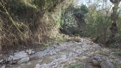 Mountain Stream in Dense Vegetation with Rocks and Sunlight in Remote Area Stock Footage 338107792
