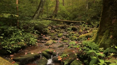 Mountain stream, dolly pull Stockbeeldmateriaal 8671492