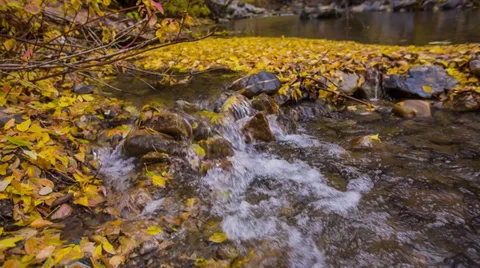 Mountain stream with fall leaves on the water Stock Footage 32056914