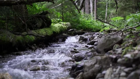 Mountain stream fallen green tree Stock Footage 137920505