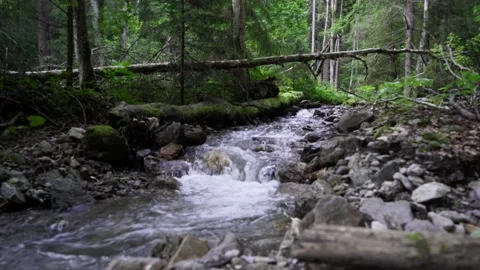 Mountain stream fallen tree in the forest Stockbeeldmateriaal 137920374