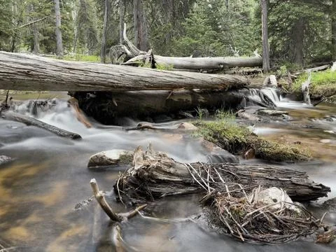 Mountain Stream Fallen Trees Foto stock