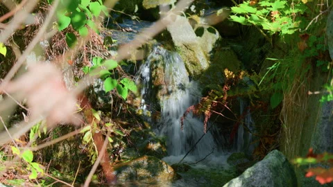 Mountain Stream Falling Over Rocks Through Autumn Leaves in Forest Stock Footage 320057844