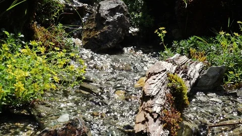 Mountain stream with flowers Stock Footage 90143682