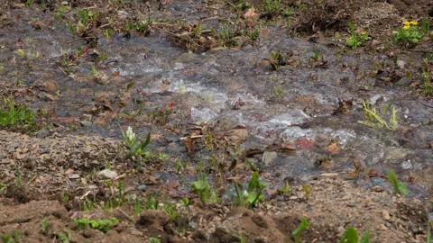 Mountain Stream Flowing Among Spring Meadow Видео 168173108
