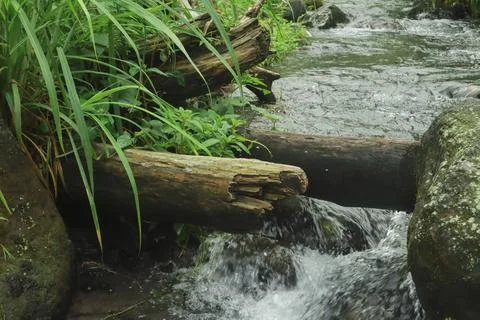 Mountain Stream Flowing Around Fallen Tree Stock Photos